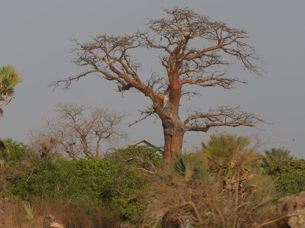 <h3><a href="/trips/gambia/biota/plantae/tracheophyta/magnoliopsida/malvales/malvaceae/adansonia digitata/adansonia digitata-nl.html">Adansonia&nbsp;digitata</a> / Baobab / </h3>OM-1 Mark II met OLYMPUS M.150-400mm F4.5, 1/2000 sec  bij F5.0, ISO 320, afstand 133&nbsp;m